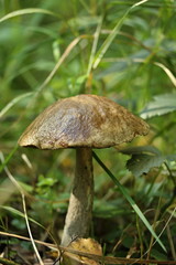 Leccinum scabrum - growing mushroom in the grass