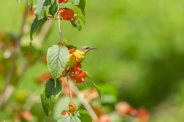 Little Spiderhunter Arachnothera Longirostra