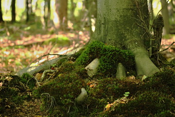 Growing moss on the roots of the beech