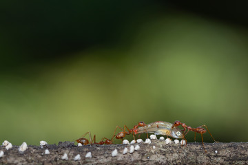 Ant action standing.Ant bridge unity team carry food Concept team work together