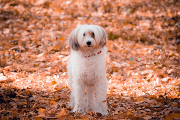 White dog on a background of leaves