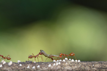 Ant action standing.Ant bridge unity team carry food Concept team work together