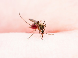 Yellow Fever, Malaria or Zika Virus Infected Mosquito Insect Macro
