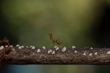 Ant action standing.Ant bridge unity team carry food Concept team work together