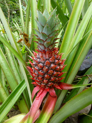 Pineapple plant with a red fruit
