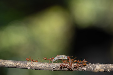 Ant action standing.Ant bridge unity team carry food Concept team work together