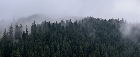 Dense pine forest in morning mist. Foggy Pine Forest.