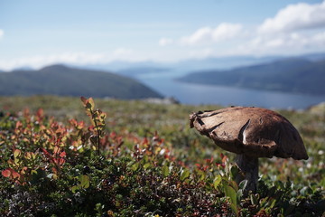Pilz am Fjord