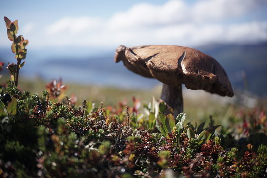 Pilz am Fjord