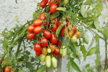 Ripening tomatoes - red mini tomato