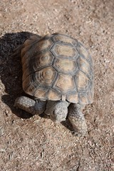 Desert turtle slowly walking