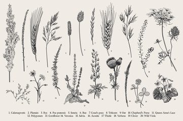 Summertime. Plants of fields and forests. Flowers, cereals. Vector vintage botanical illustration. Black and white - obrazy, fototapety, plakaty