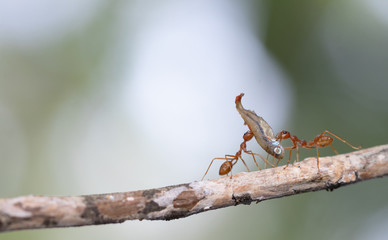 Ant action standing.Ant bridge unity team carry food Concept team work together