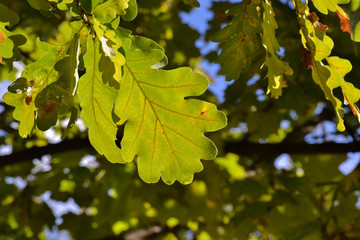Green oak leaves on a branch in the sunlight