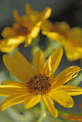 Fototapeta premium fiori macro