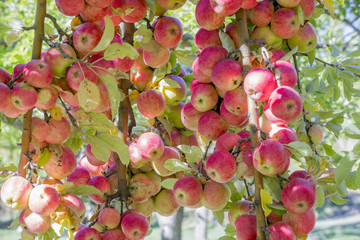 Amasya apples and apples 