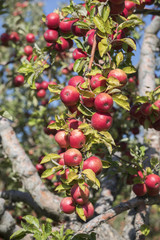 Amasya apples and apples 