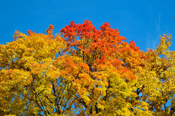 Fototapeta premium Beautiful autumn view. Maple red, yellow, green colors of leaves against a blue sky. Warm autumn day.