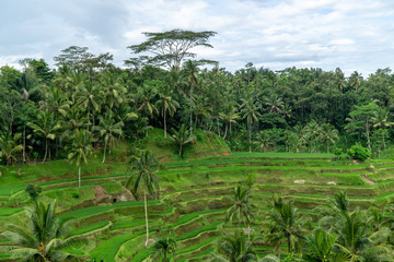 Fototapeta na wymiar Panoramic view on rice terraces with palm trees