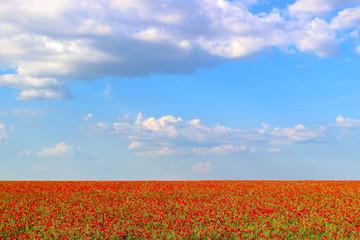 Fototapeta na wymiar Poppy field and blue sky with clouds