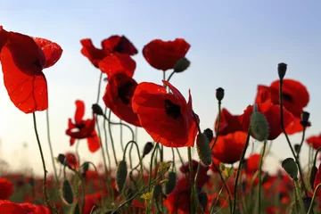 Photo sur Aluminium Coquelicots Red poppies flowers at backlight on green field at sunset in summer