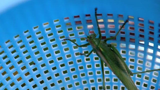 Big green locust female