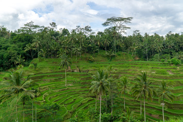 Fototapeta na wymiar Panoramic view on rice terraces
