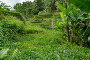 Fototapeta na wymiar Close-up of rice terraces