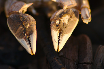 Skelettierte Scheren einer Wollkrabbe