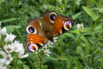 European Peacock butterfly (Aglais io) on a white flower