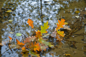 Oak yellow leaves in water. Autumn concept.