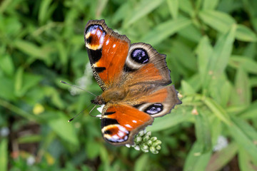 European Peacock butterfly (Aglais io) on a white flower