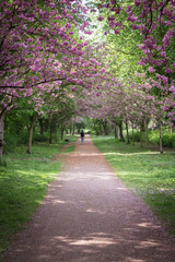 path in the park