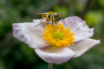 Hoverfly on a white garden flower