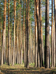 high pine-tree heap in forest in sunny day, summer nature diversity