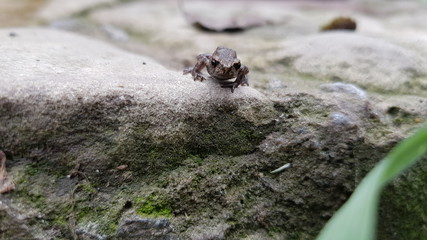 toad