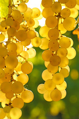 Détail grappe de raisin blanc © hcast