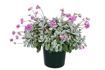 Kalanchoe pumila