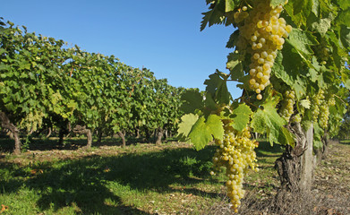 Vignoble charentais