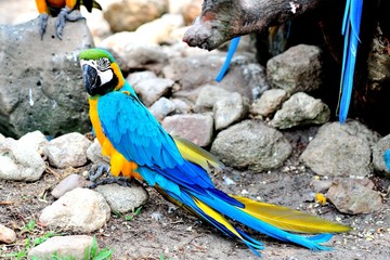 colorful parrot