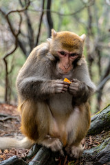 A adult monkey is sitting on the floor and is eating fruits