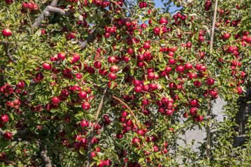 Amasya apples and apples 