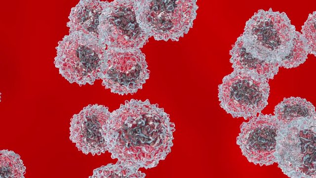 Monocyte type Leukocyte cells flowing in front of a white background  .
