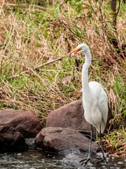A close portrait of great heron capturing fishes from a river