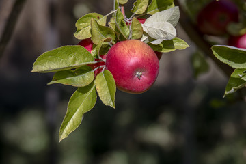 Amasya apples and apples 