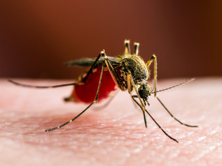 Yellow Fever, Malaria or Zika Virus Infected Mosquito Insect Macro on Red Background