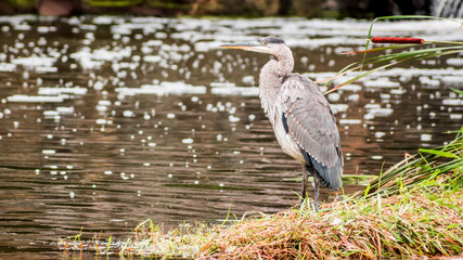 A close portrait of great heron standing beside water