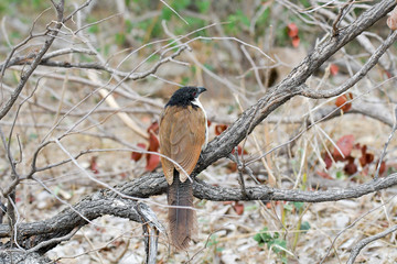 Spornkuckuck Krüger National Park Südafrika