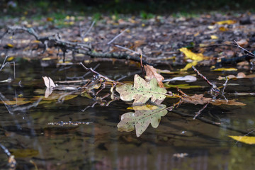 Autumn oak leaves in a puddle. The forest is reflected in the water.