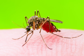 Yellow Fever, Malaria or Zika Virus Infected Mosquito Insect Macro on Green Background